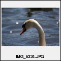 image IMG_5334.JPG