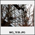 image IMG_7528.JPG