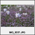 image IMG_8337.JPG