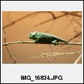 image IMG_16834.JPG